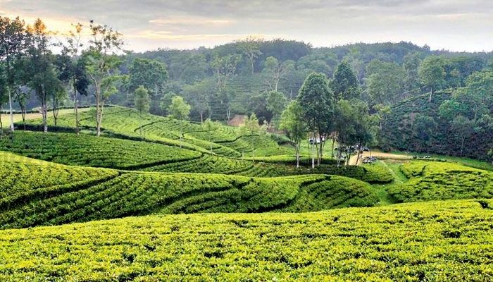 দার্জিলিং টিলা –  শ্রীমঙ্গল