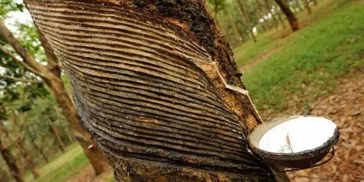 রাবার বাগান – শ্রীমঙ্গল